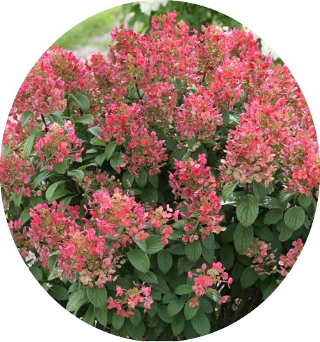 Hydrangea quick fire
