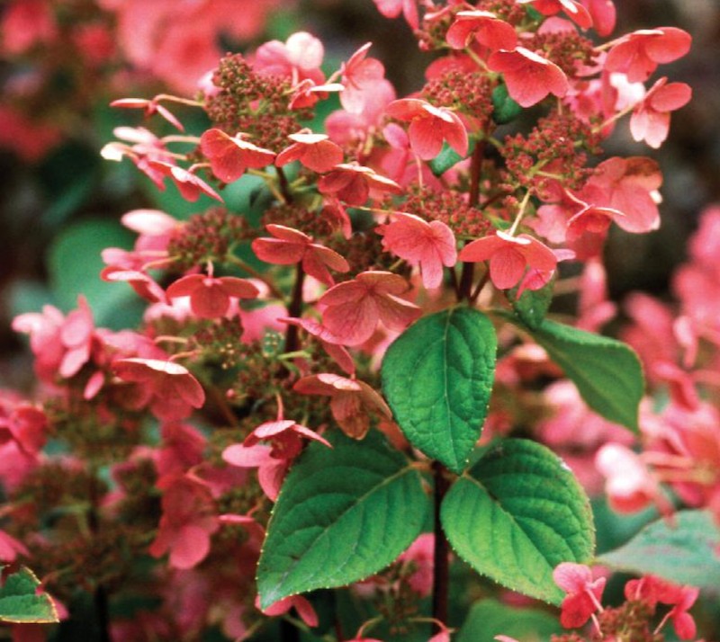Hydrangea quick fire