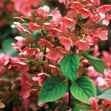 Hydrangea quick fire