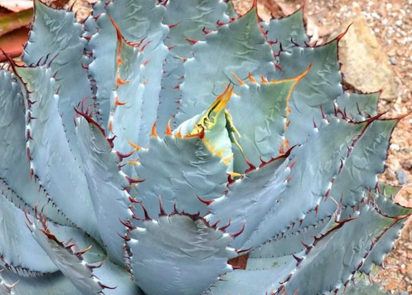 Agave Guadalajarana