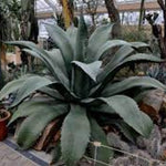 Agave Salmiana var. ferox resistenza -12°