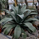 Agave Salmiana var. ferox resistenza -12°