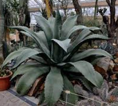 Agave Salmiana var. ferox resistenza -12°