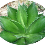 Agave Chiapensis  cm.16/18 (resistenza -5°)