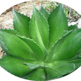 Agave Chiapensis  cm.16/18 (resistenza -5°)