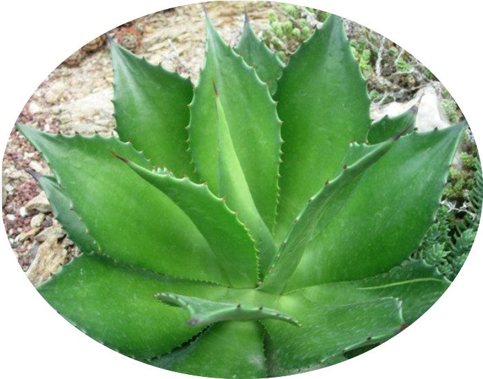 Agave Chiapensis  cm.16/18 (resistenza -5°)