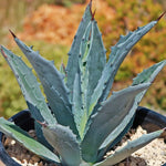 Agave Karwinskiana cm. 12/14