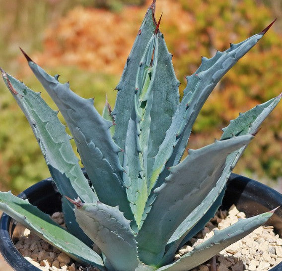 Agave Karwinskiana cm. 12/14
