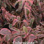 Cornus kousa Wolf Eye vaso 15
