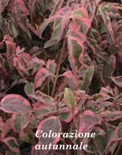Cornus kousa Wolf Eye vaso 15