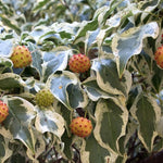 Cornus kousa Wolf Eye vaso 15