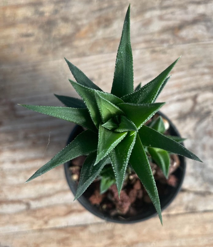 Haworthia Tubercolata Subexpansa