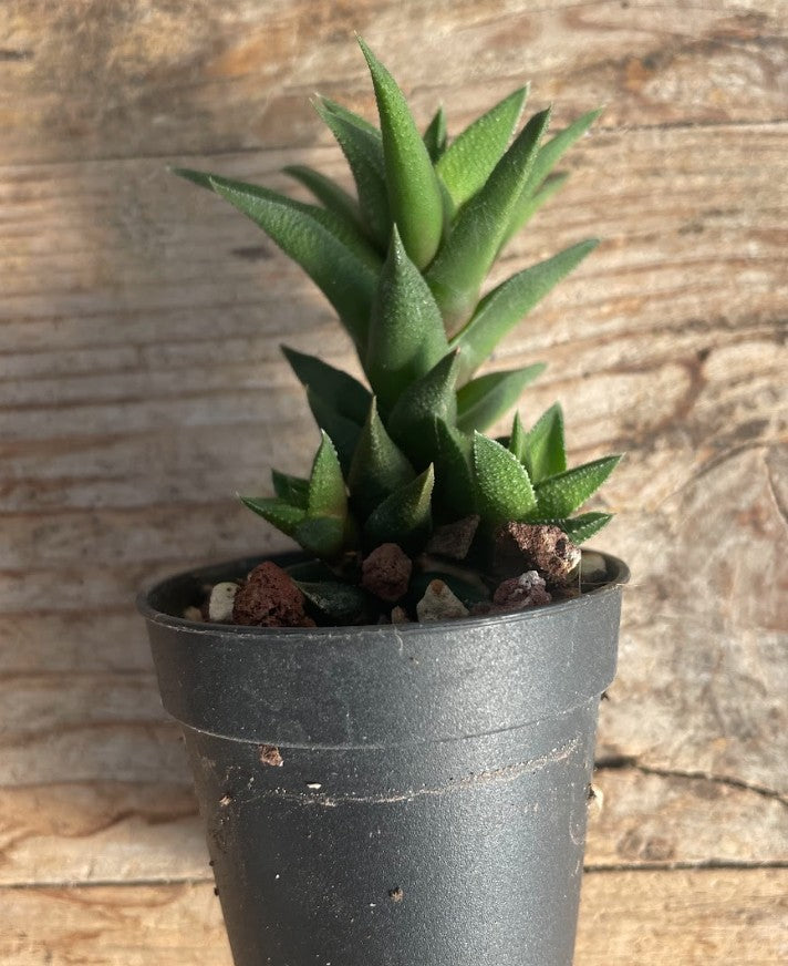Haworthia Tubercolata Subexpansa