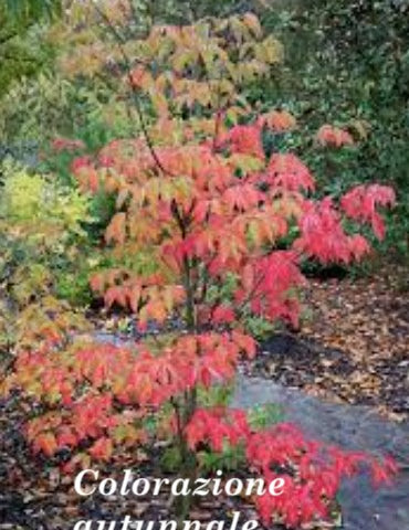 Cornus Kousa Venus vaso 15