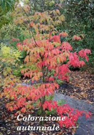 Cornus Kousa Venus vaso 15
