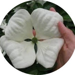 Cornus Kousa Venus vaso 15