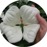 Cornus Kousa Venus vaso 15
