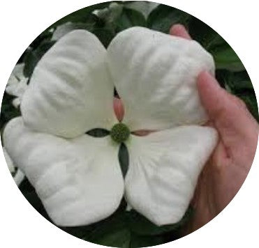 Cornus Kousa Venus vaso 15