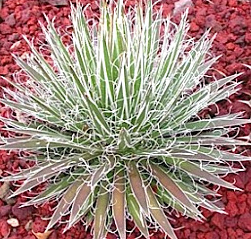 Agave filifera resistenza -12°
