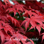 Acer palmatum osakazuki vaso 22/24