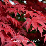 Acer palmatum osakazuki vaso 22/24