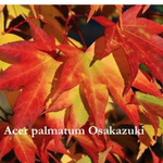 Acer palmatum osakazuki vaso 22/24
