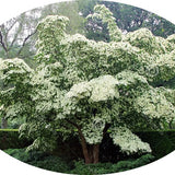 Cornus kousa Milky Way vaso 15