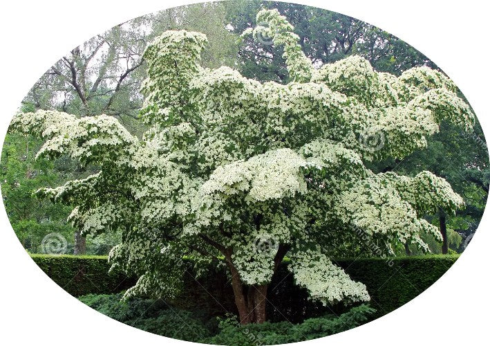 Cornus kousa Milky Way vaso 15