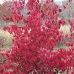 Cornus kousa Milky Way vaso 15
