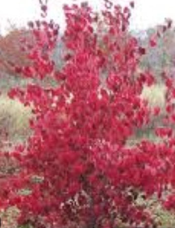 Cornus kousa Milky Way vaso 15