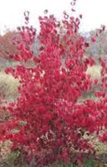 Cornus kousa Milky Way vaso 15