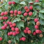 Cornus kousa Milky Way vaso 15