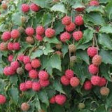 Cornus kousa Milky Way vaso 15