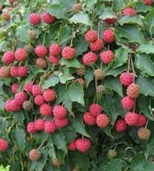 Cornus kousa Milky Way vaso 15