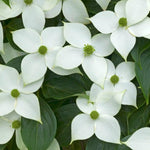 Cornus kousa Milky Way vaso 15