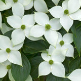 Cornus kousa Milky Way vaso 15