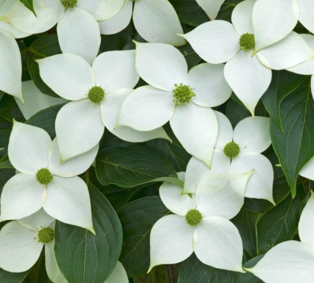 Cornus kousa Milky Way vaso 15