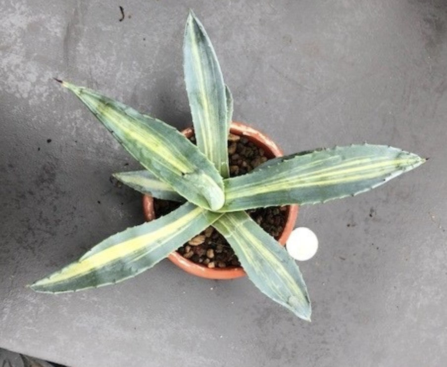 Agave Americana Mediopicta striata cm. 16/18
