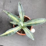 Agave Americana Mediopicta striata cm. 16/18