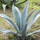 Agave Americana Iglesias cm. 16/18