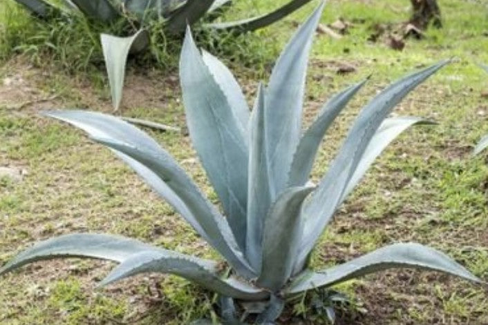 Agave Americana Iglesias cm. 16/18