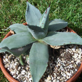 Agave applanata cm. 8/10. resistenza -10°