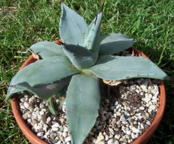 Agave applanata cm. 8/10. resistenza -10°