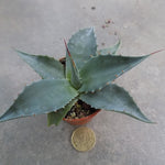 Agave Ovatifolia