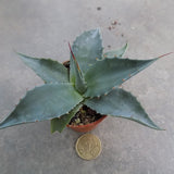 Agave Ovatifolia