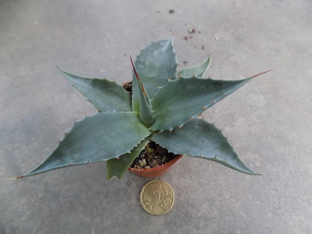 Agave Ovatifolia