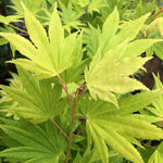 Palmatum summer gold vaso 24