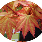 Palmatum summer gold vaso 24