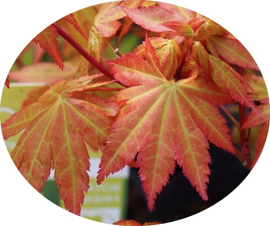 Palmatum summer gold vaso 24