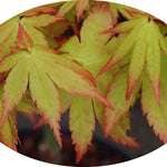 Palmatum summer gold vaso 24
